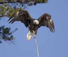 Image of Bald eagle