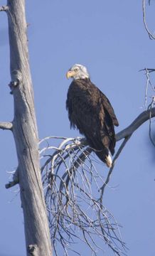 Image of Bald Eagle