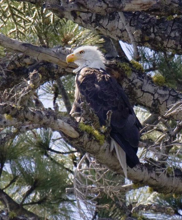 Image of Bald eagle