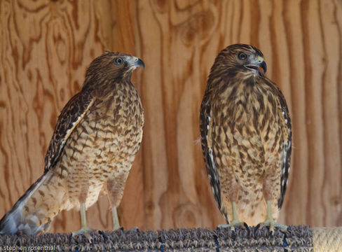 Image of hawks, eagles, and relatives