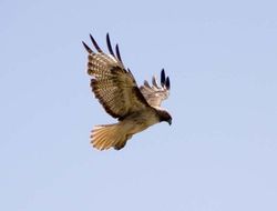 Image of hawks, eagles, and relatives