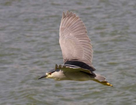 Image of herons and bitterns