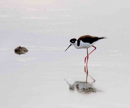 Image of Black-necked Stilt