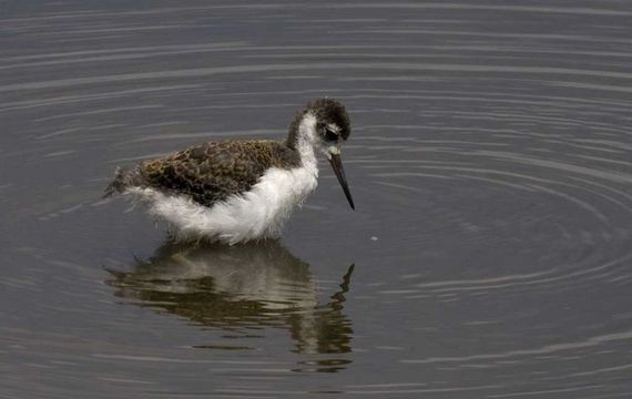 Image of Black-necked Stilt