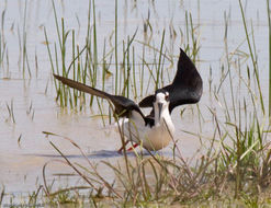 Image of Black-necked Stilt