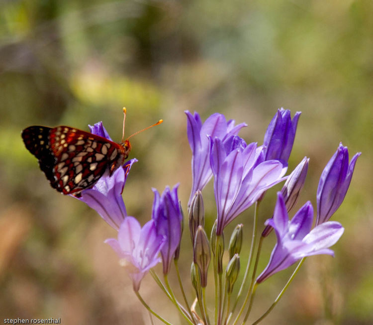 Plancia ëd Triteleia laxa Benth.