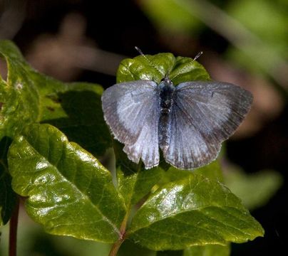 Image of moths and butterflies