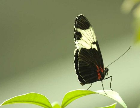 Image of moths and butterflies