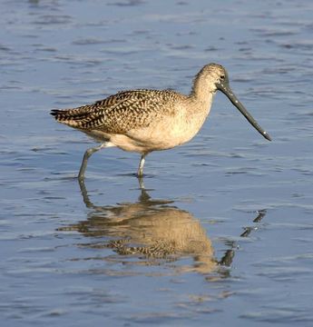 Image of Marbled Godwit