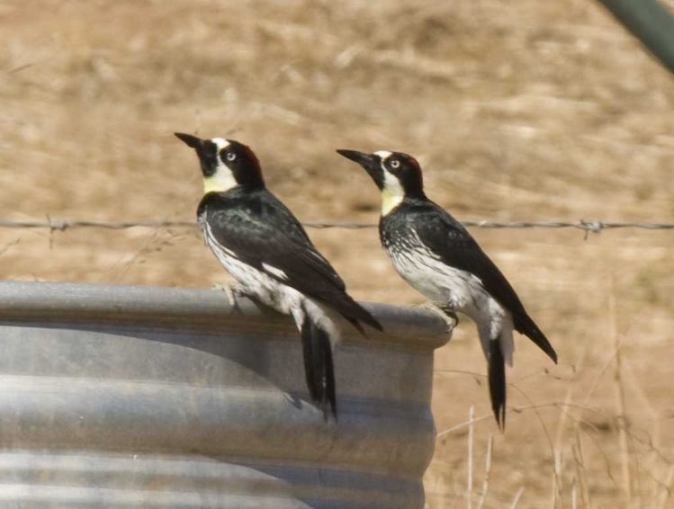 Image of Acorn Woodpecker