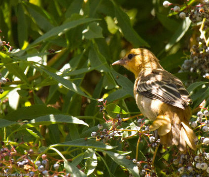 Image of New World orioles