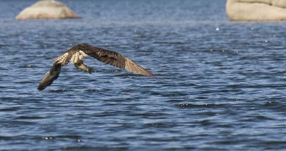 Image of Osprey