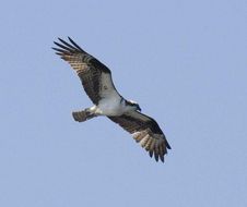 Image of Osprey