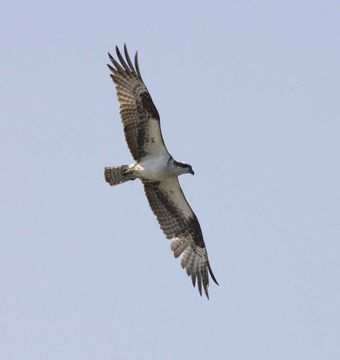 Image of Osprey