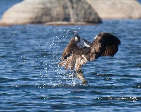 Image of Osprey