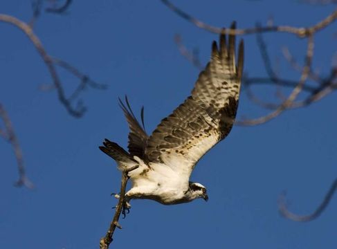 Image of Osprey