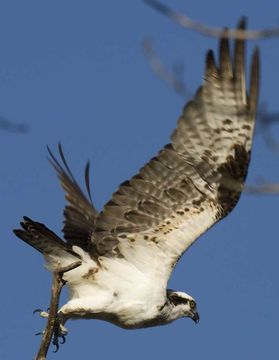 Image of Osprey