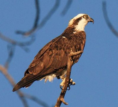 Image of Osprey