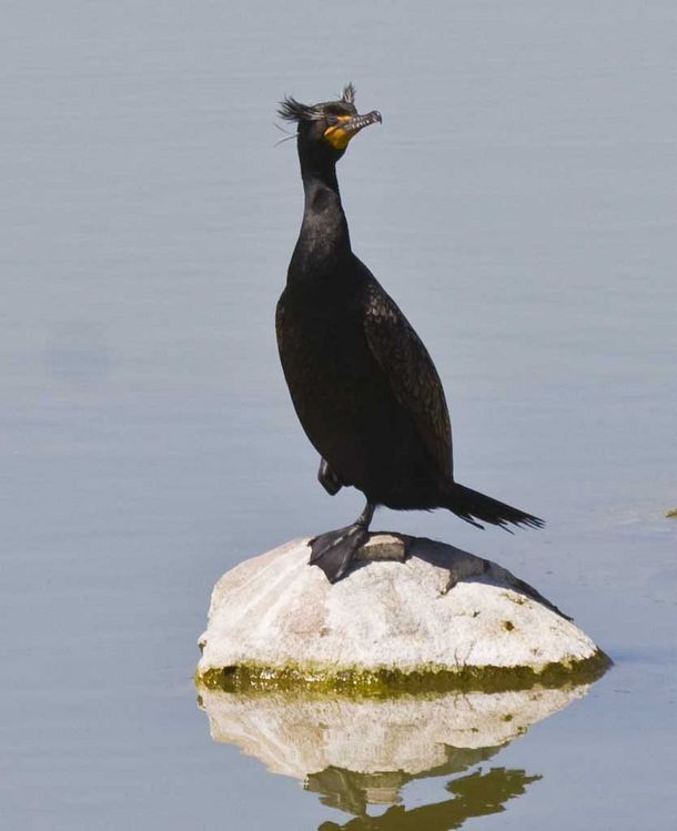 Image of Double-crested Cormorant