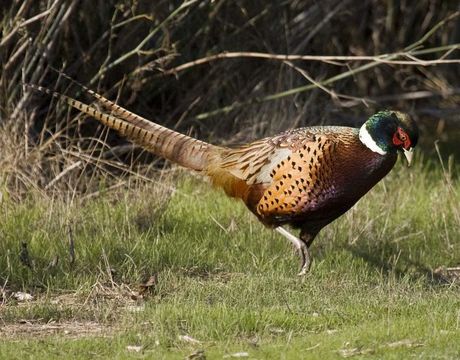 Image of pheasant, common pheasant