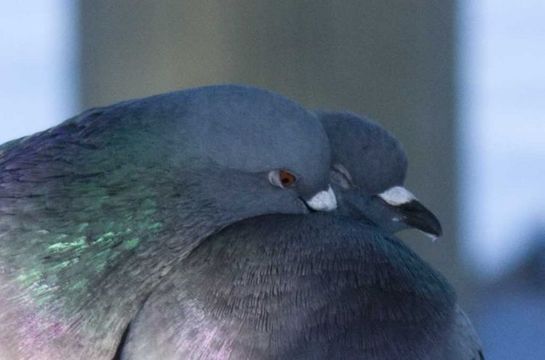 Plancia ëd Columbidae