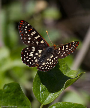 Image of Pacific poison oak