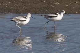 Image of American Avocet