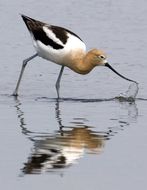 Image de Avocette d'Amérique