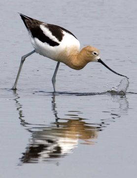 Image of American Avocet