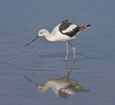 Image of American Avocet