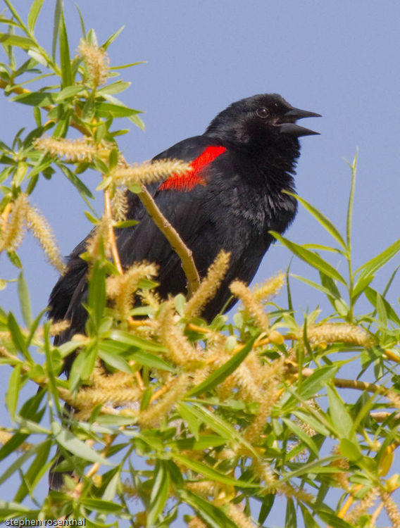 Image of Red-winged Blackbird