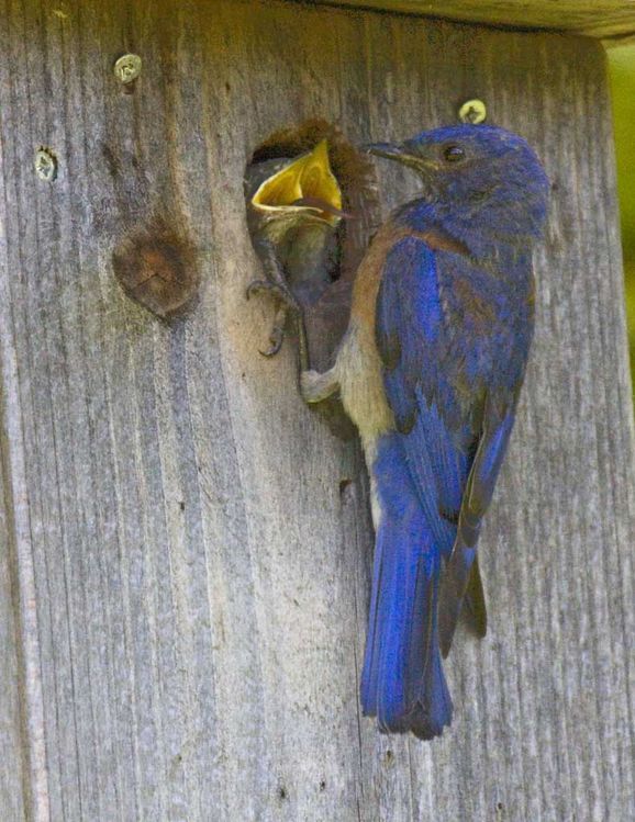 Image of Western Bluebird