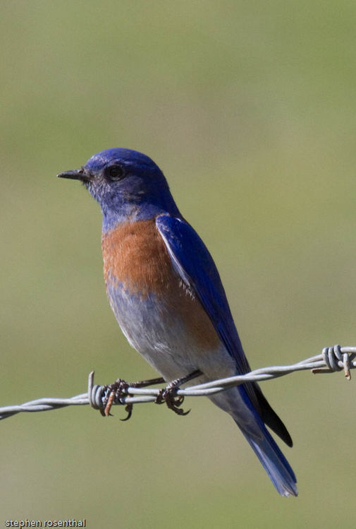 Image of Western Bluebird