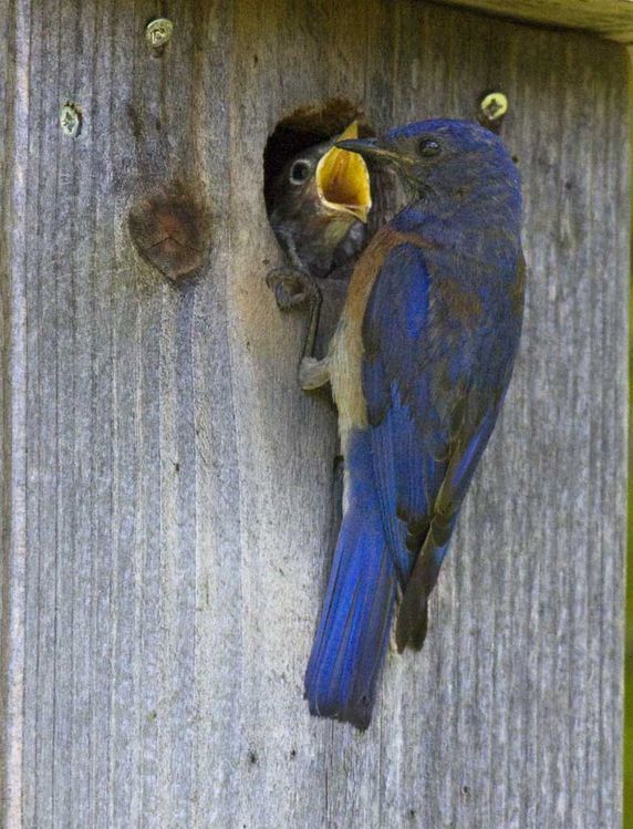 Image of Western Bluebird