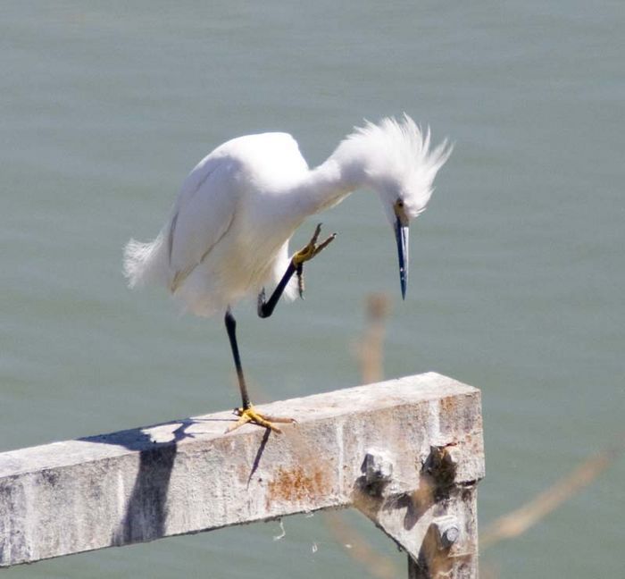 Image of Snowy Egret