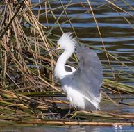 Image de Aigrette neigeuse