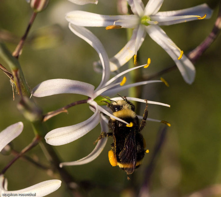 Plancia ëd Chlorogalum