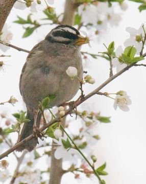 Image of Old World sparrows