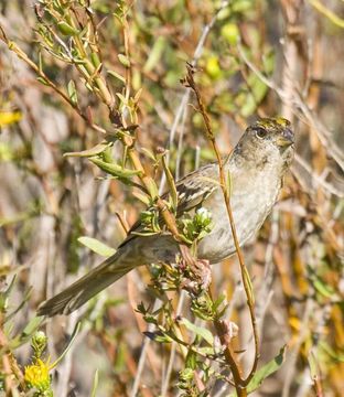 Image of Old World sparrows