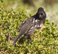 Image of Spotted Towhee