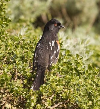 Image of Spotted Towhee