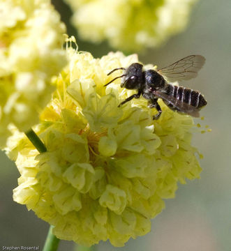 Image of sulphur-flower buckwheat