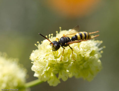 Imagem de Eriogonum umbellatum Torr.