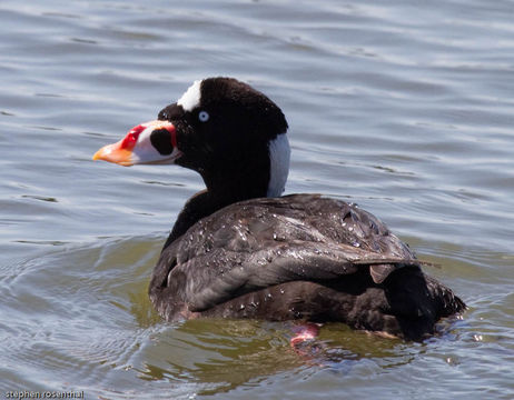 Image of Surf Scoter