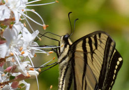 Image of swallowtail butterflies
