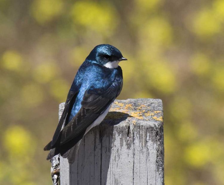 Image of Tree Swallow