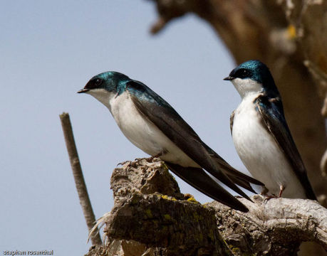 Image of Tree Swallow