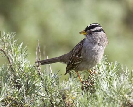 Image of White-crowned Sparrow