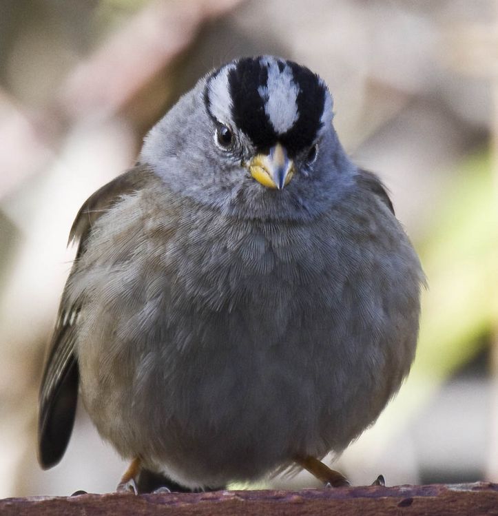 Image of White-crowned Sparrow