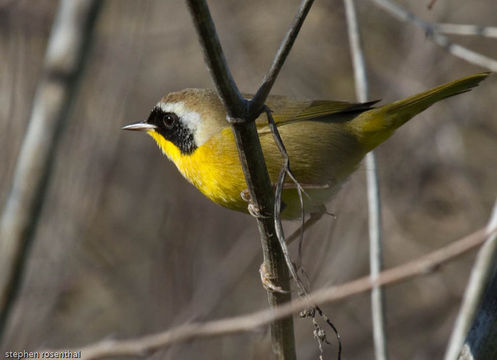 Слика од Geothlypis Cabanis 1847